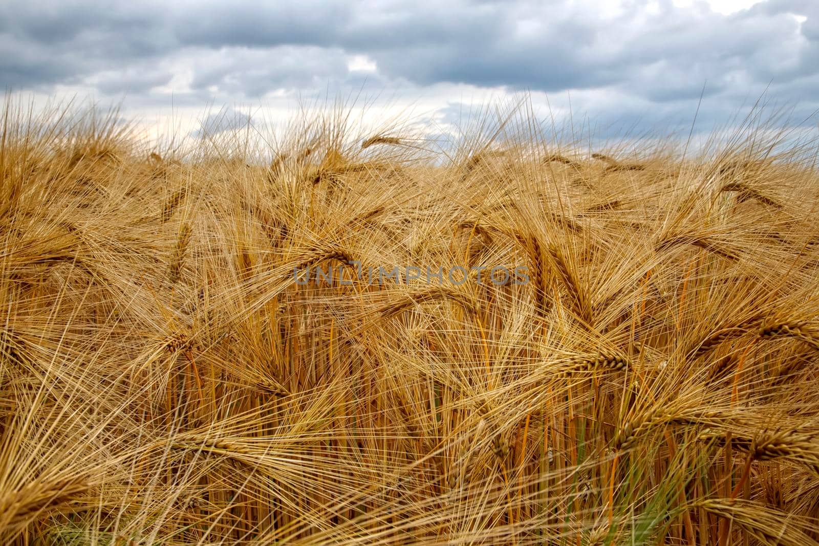 Close up if golden ripe barley and amazing cloudy sky by EdVal