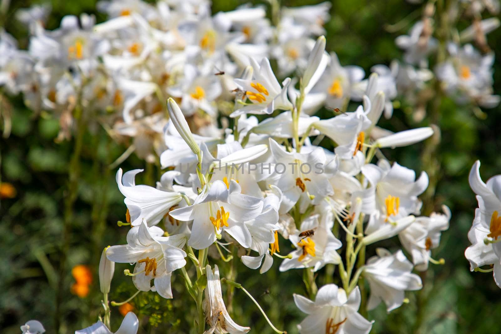 Many beautiful white lily (lilium) in summer flower garden. Gentle lilium pattern lilly texture print