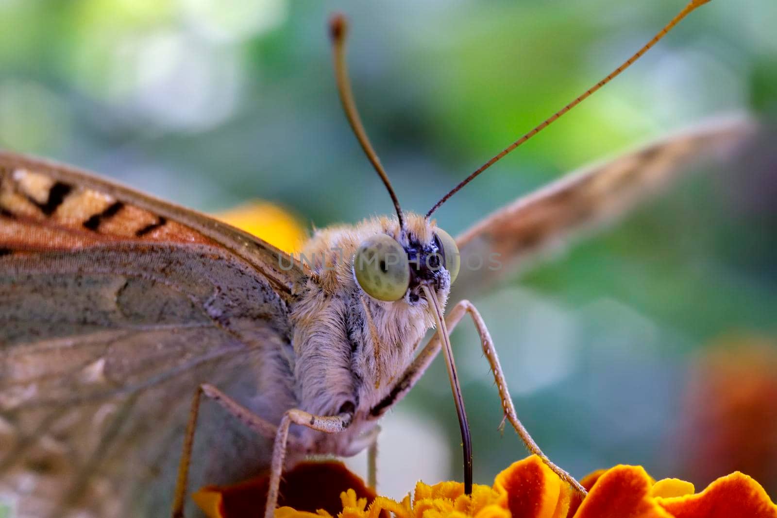 Amazing macro of a colorful butterfly on a flower  with blurred background by EdVal