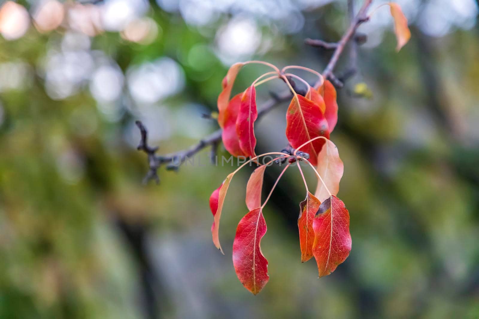 Beautiful colorful leaves on a tree branch in fall. Blurred background