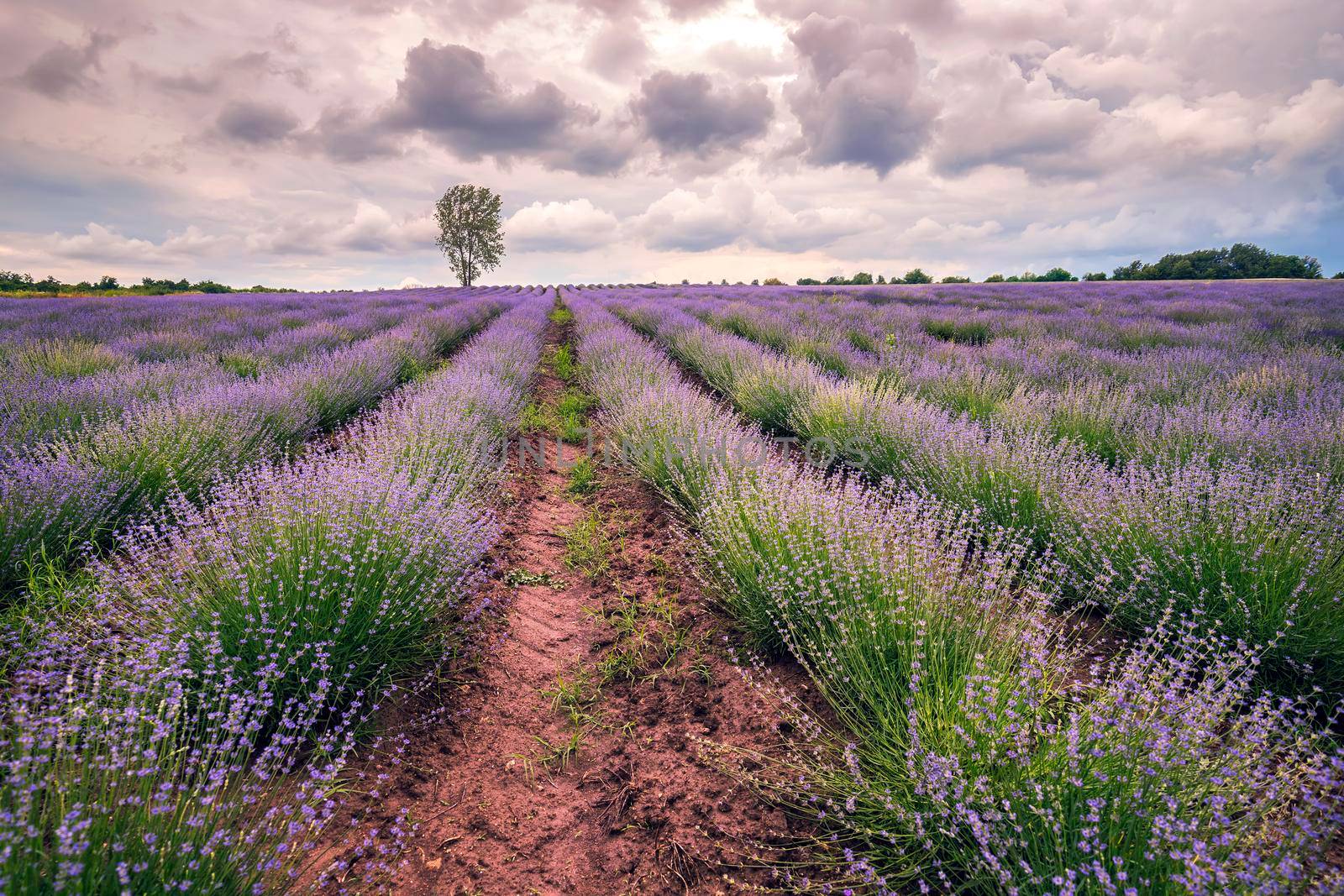 Vast landscape of blooming lavender field with an alone tree at cloudy day