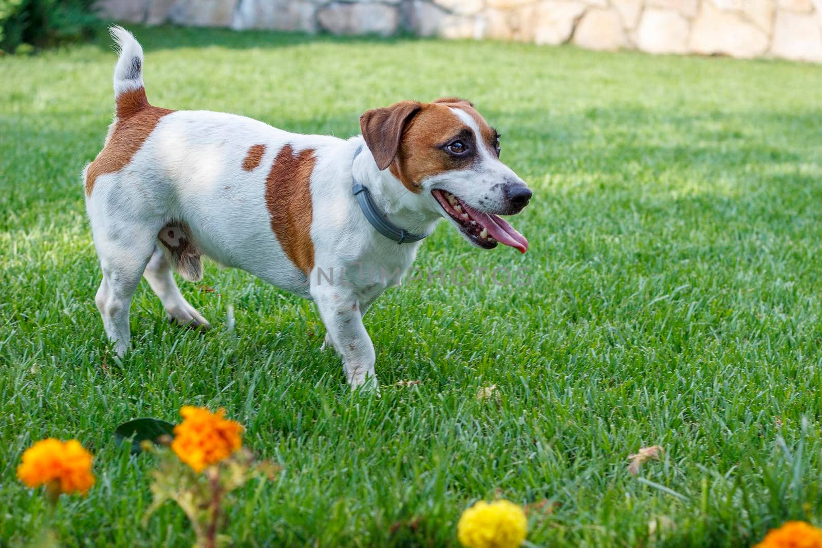 Puppy purebred Jack Russell Terrier, resting after playing in the garden by EdVal