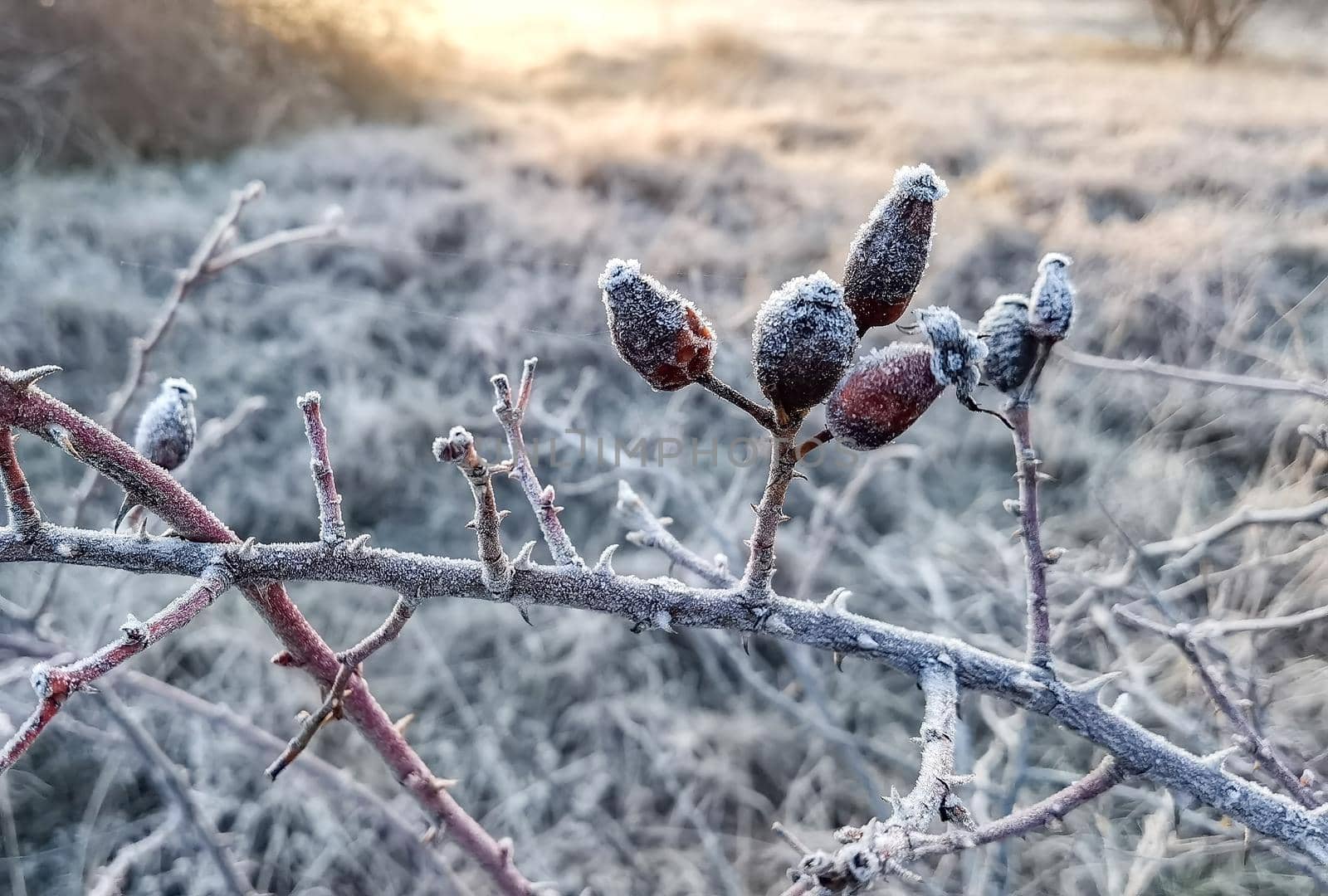 Frozen rose hips on the field in winter. Blurred background by EdVal