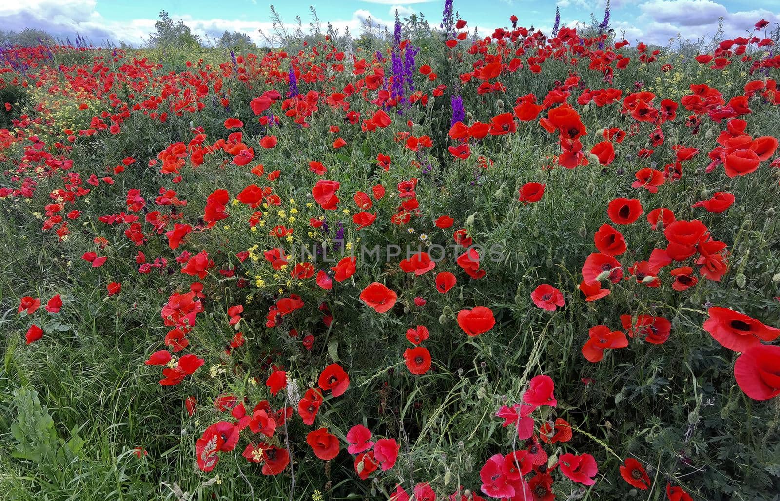 Purple flowers and poppies bloom in the wild fields. Beautiful rural flowers.
