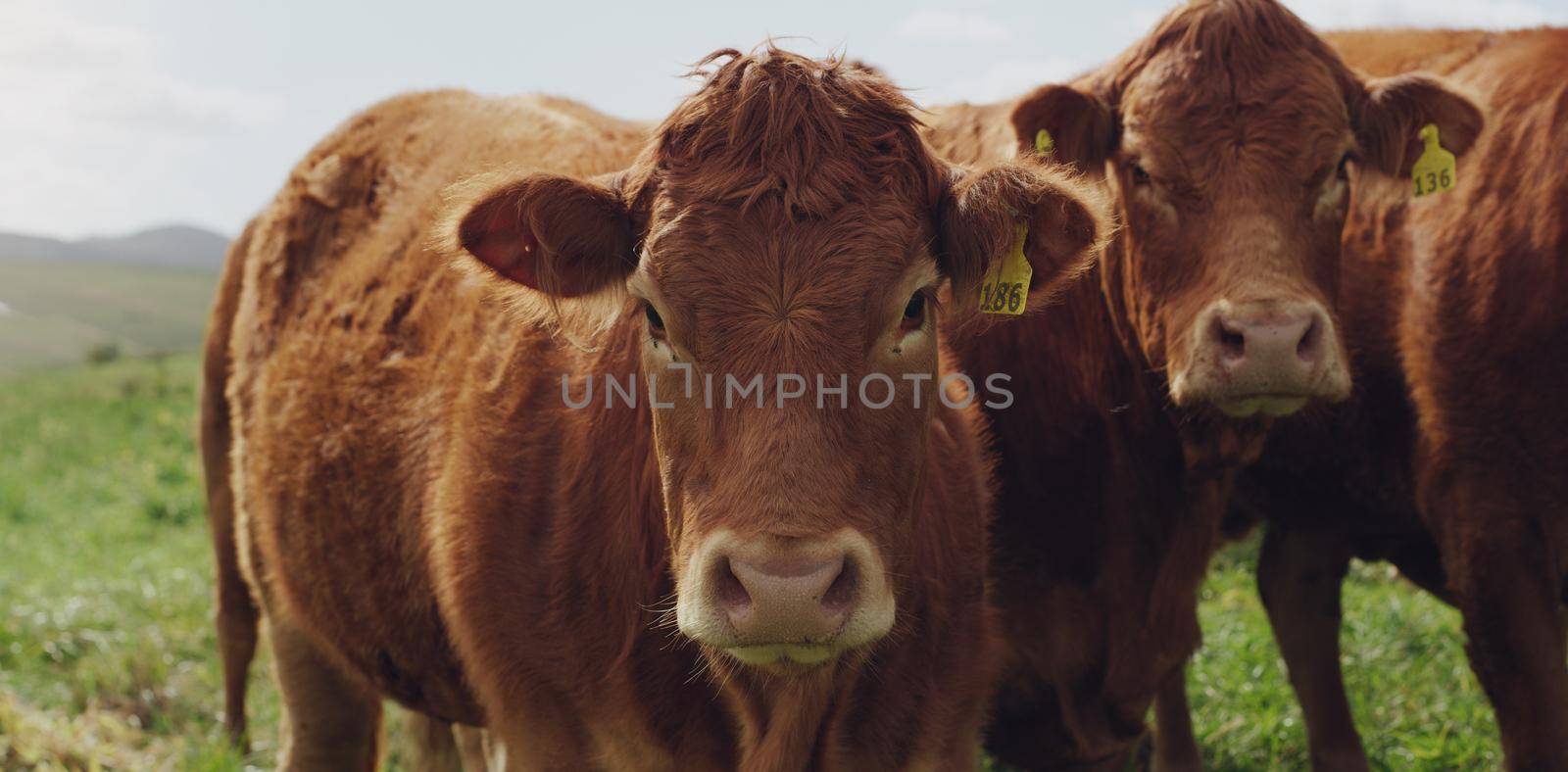 How now, brown cow. Shot of a herd of cows on a farm. by YuriArcurs