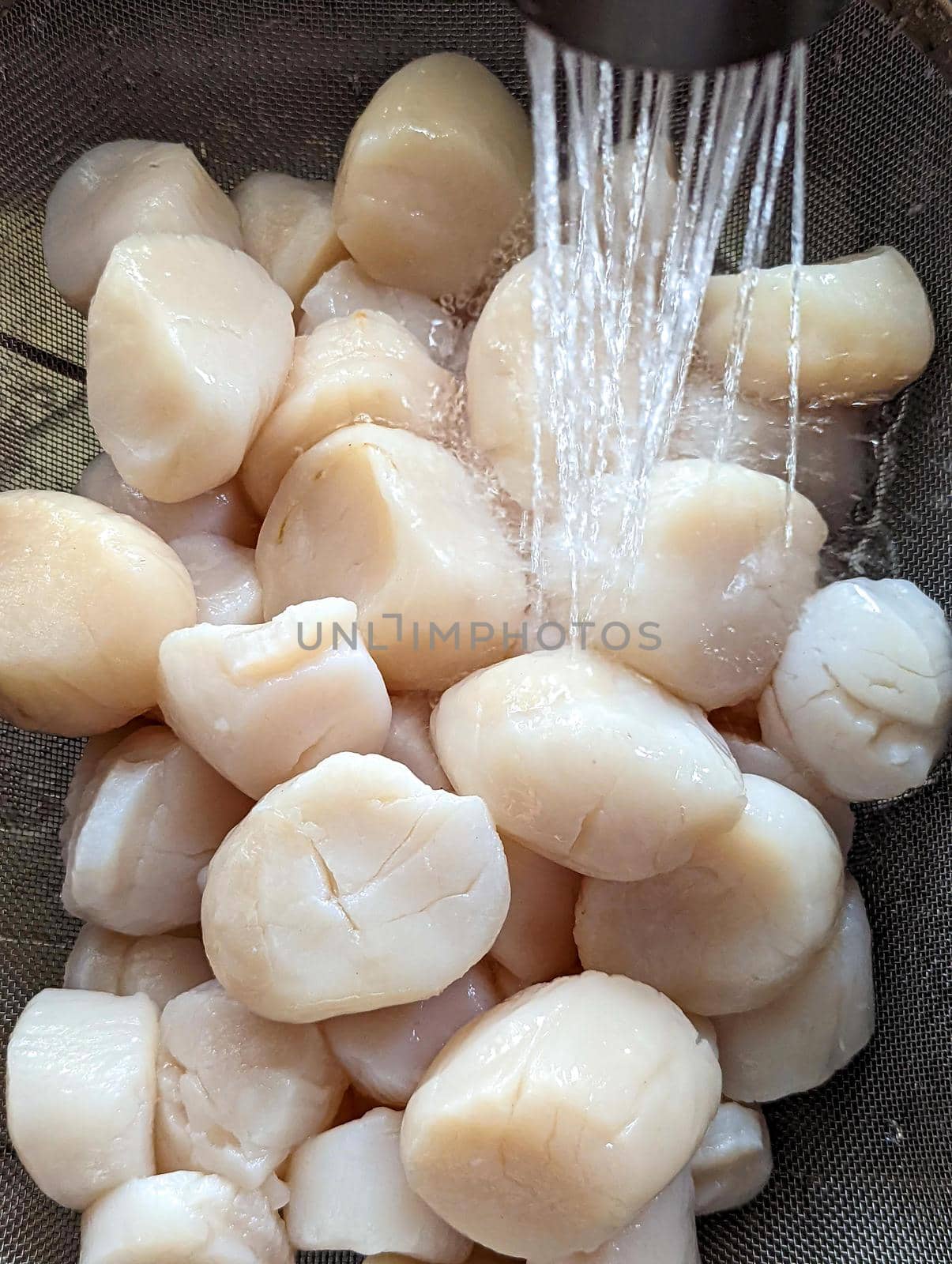 raw scallops prepared for party