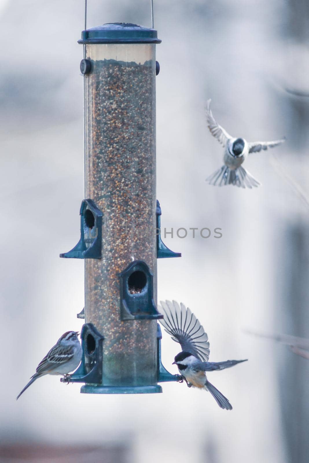 birds feeding and playing at the feeder