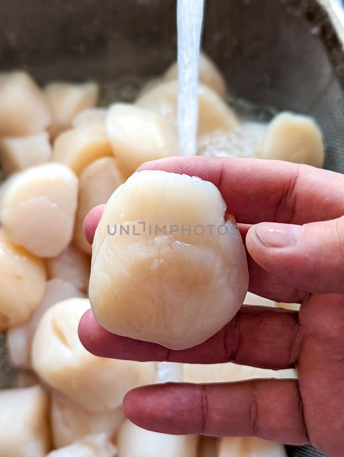 raw scallops prepared for party