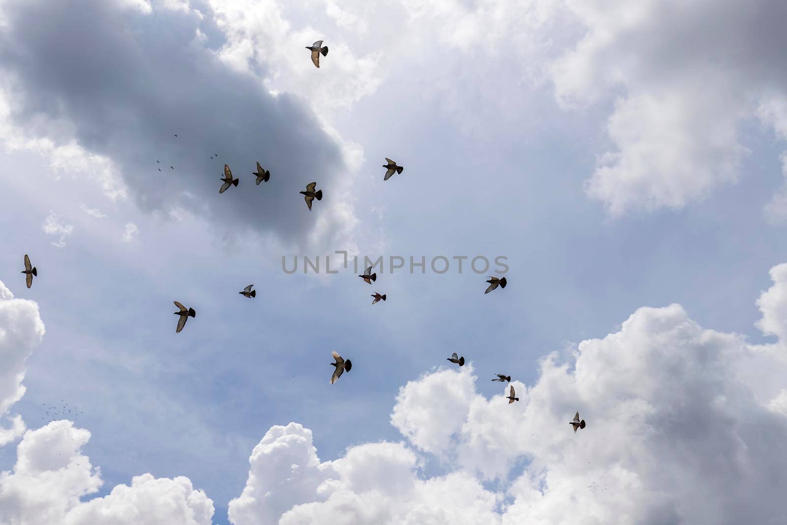 A flock of birds flying south against a cloudy sky