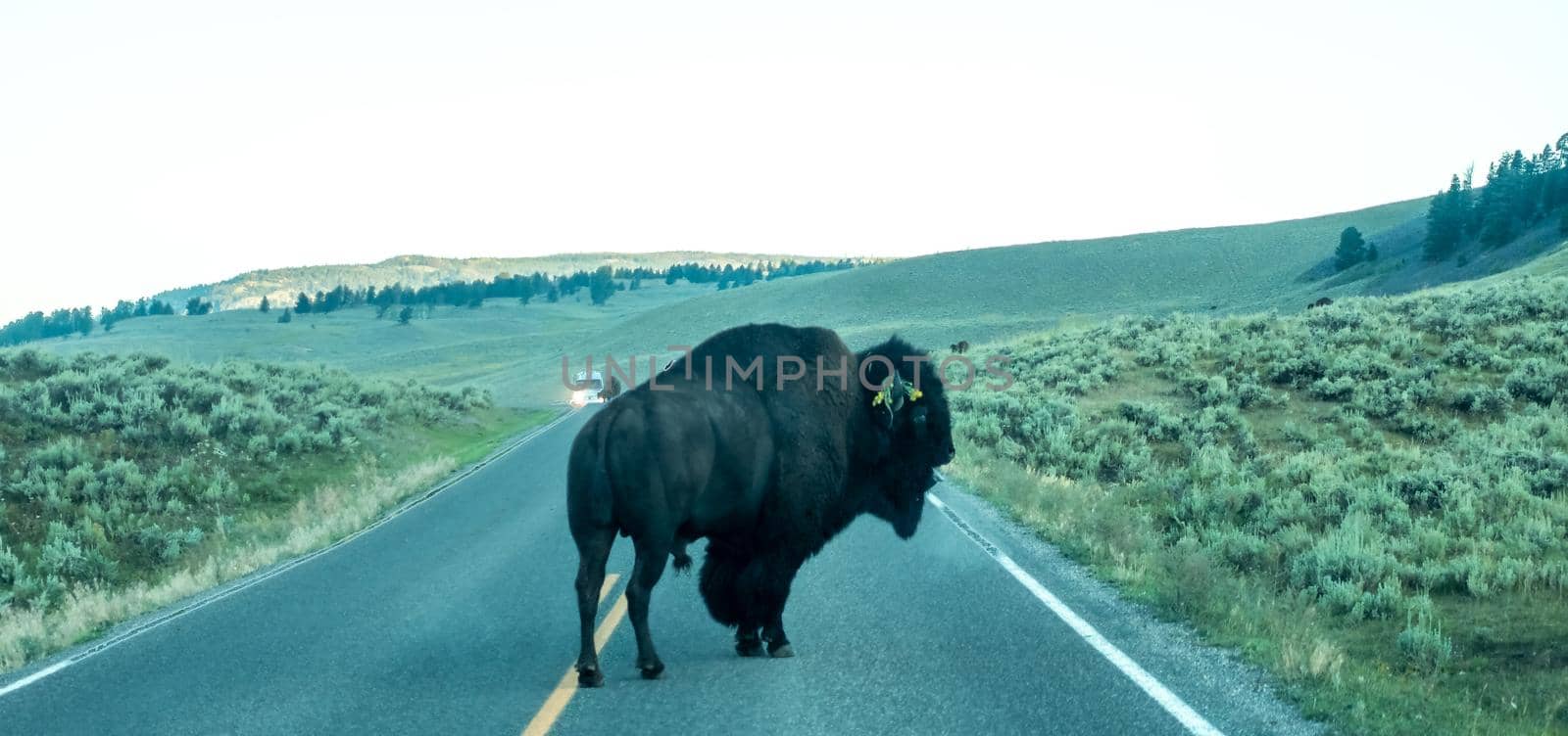 Bison graze in Lamar Valleyat Yellowstone National by digidreamgrafix