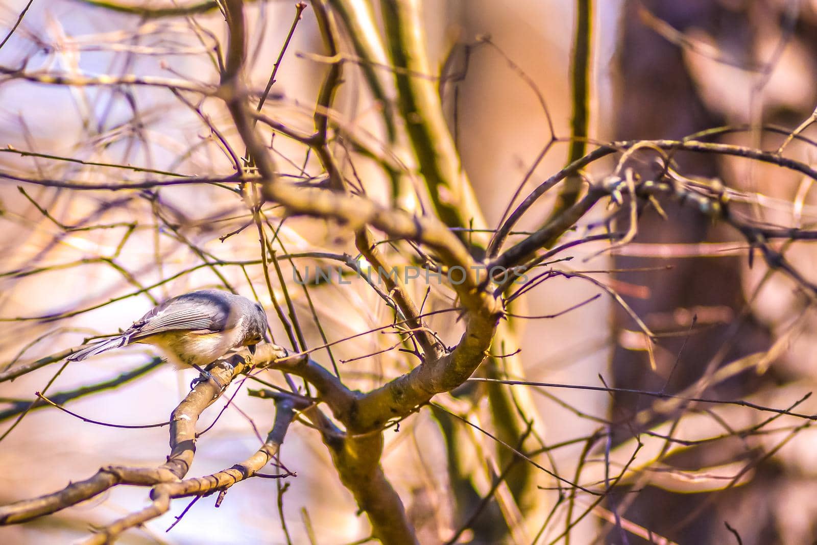 Marsh Tit chickadee resting on a tree branch