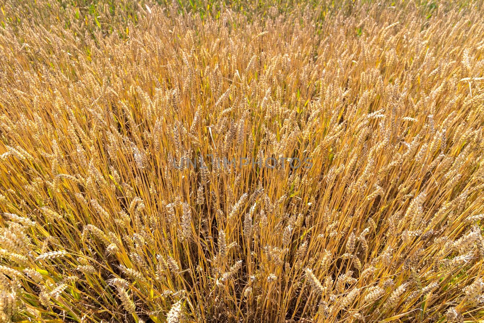 Natural background,  ears wheat from above, the golden ripe field of wheat