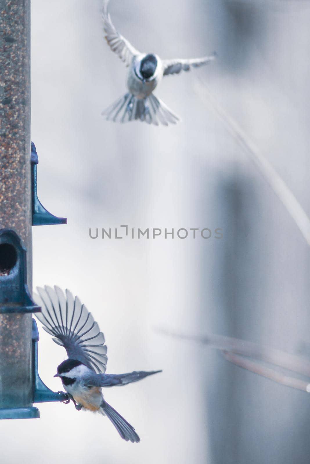 birds feeding and playing at the feeder by digidreamgrafix