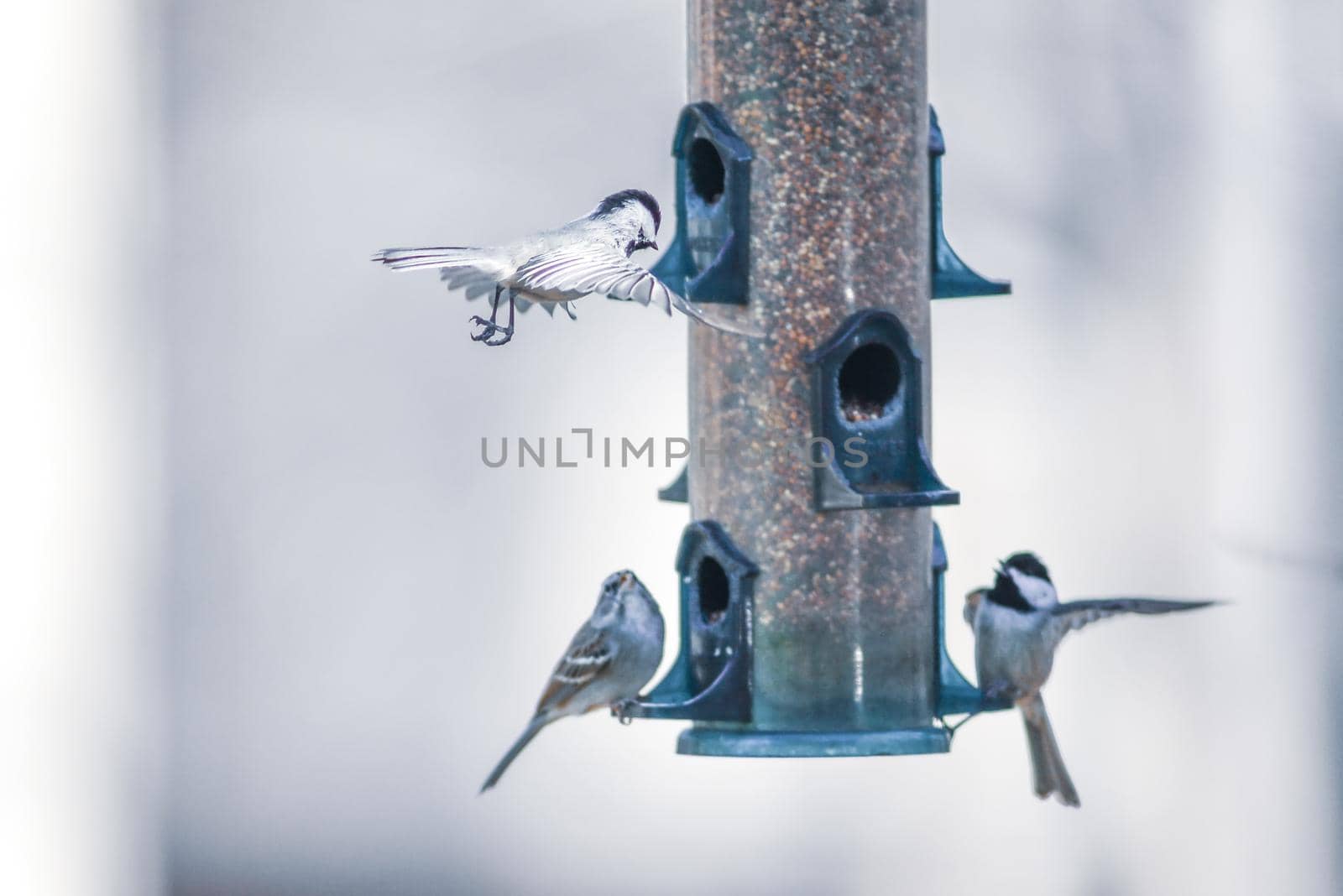 birds feeding and playing at the feeder