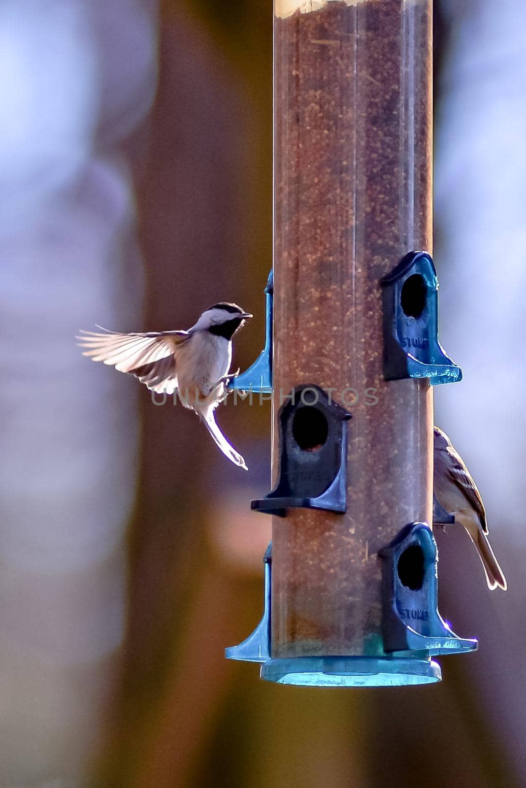 backyard birds around bird feeder by digidreamgrafix