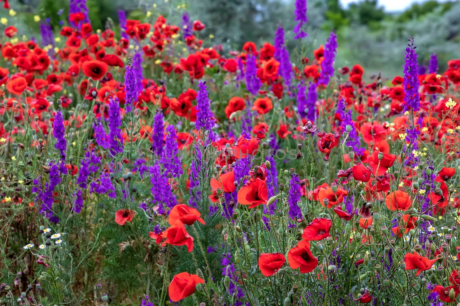 Purple flowers and poppies bloom in wild field. Beautiful rural flowers with selective focus. by EdVal