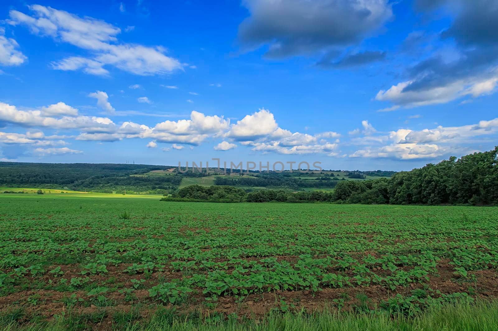 Scenic rural landscape with new agriculture. Beautiful green countryside