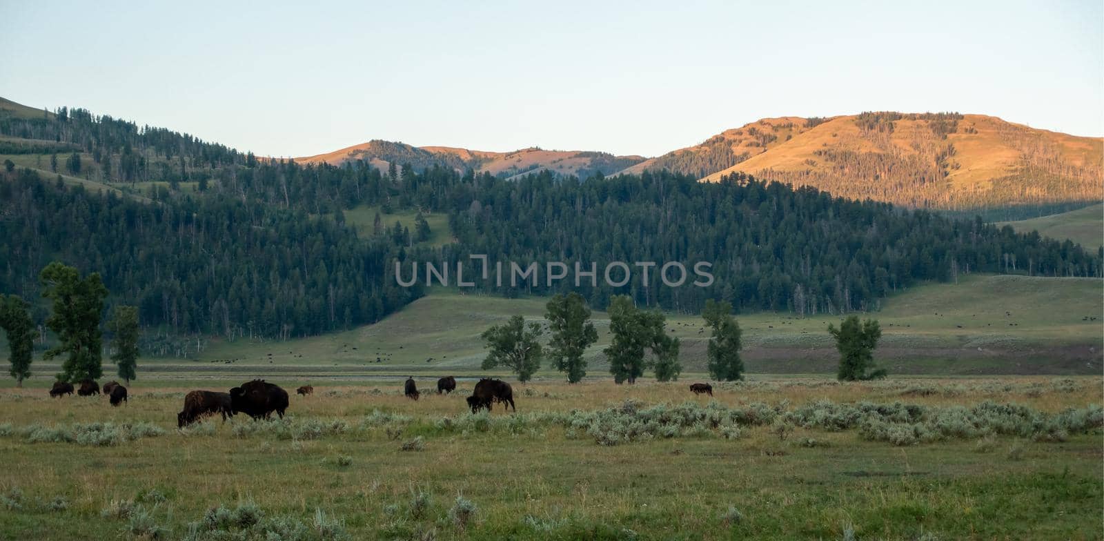 Bison graze in Lamar Valleyat Yellowstone National by digidreamgrafix