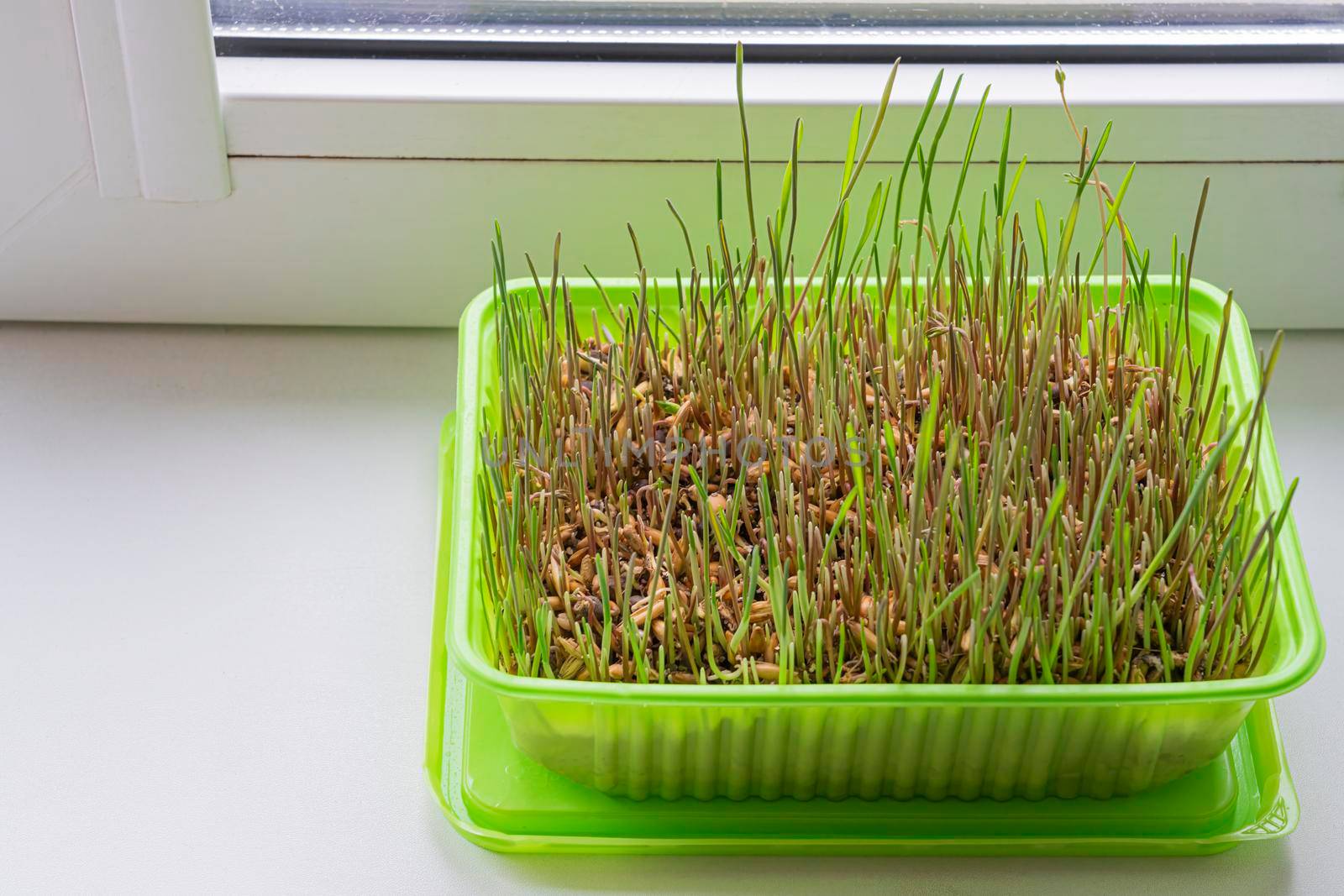 grass tray for feeding animals on the windowsill by roman112007