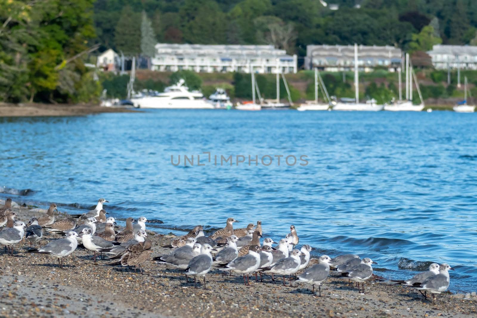 large flock of seagulls on the beach in rhode island by digidreamgrafix