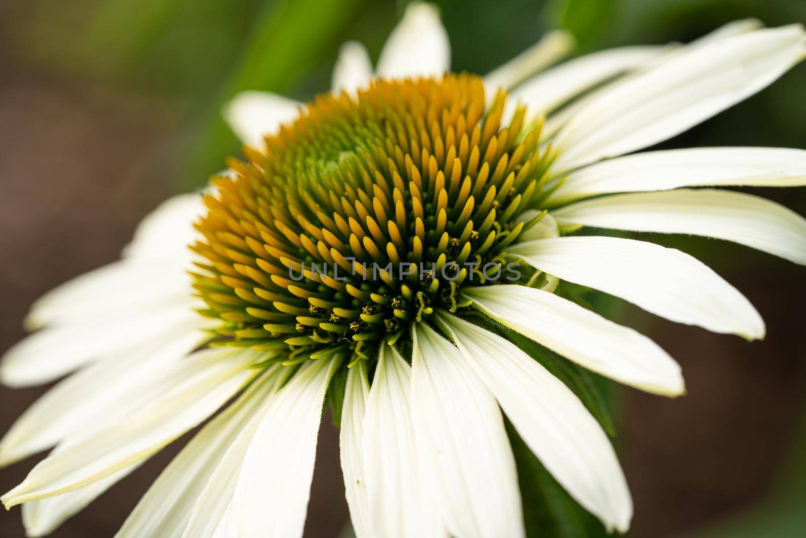 Coneflower (Echinacea purpurea), flowers of summer