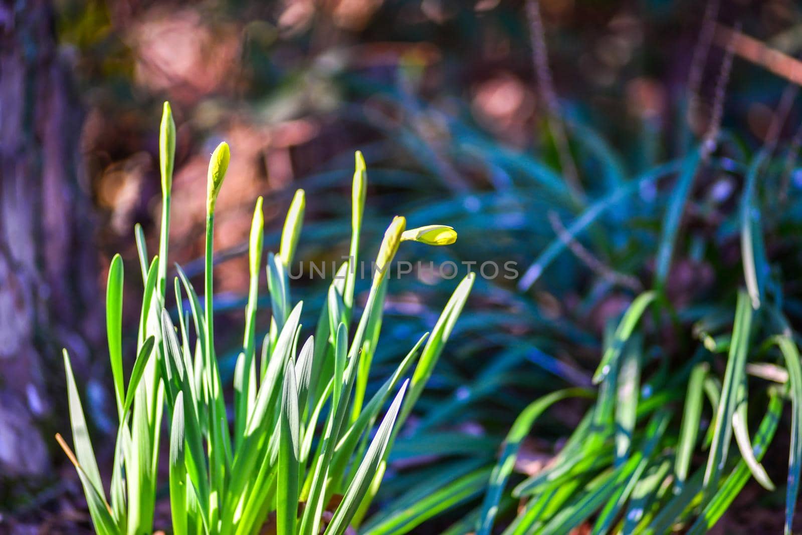 Narcissus blooming in nature near a tree 