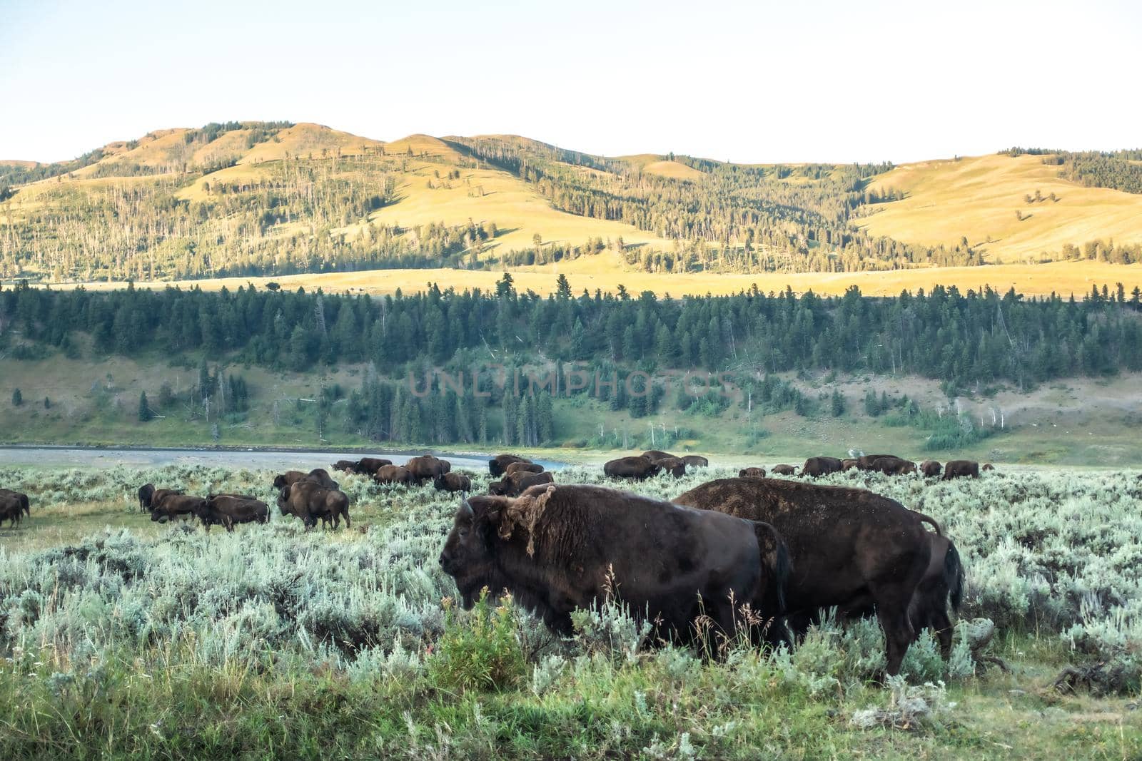 Bison graze in Lamar Valleyat Yellowstone National by digidreamgrafix