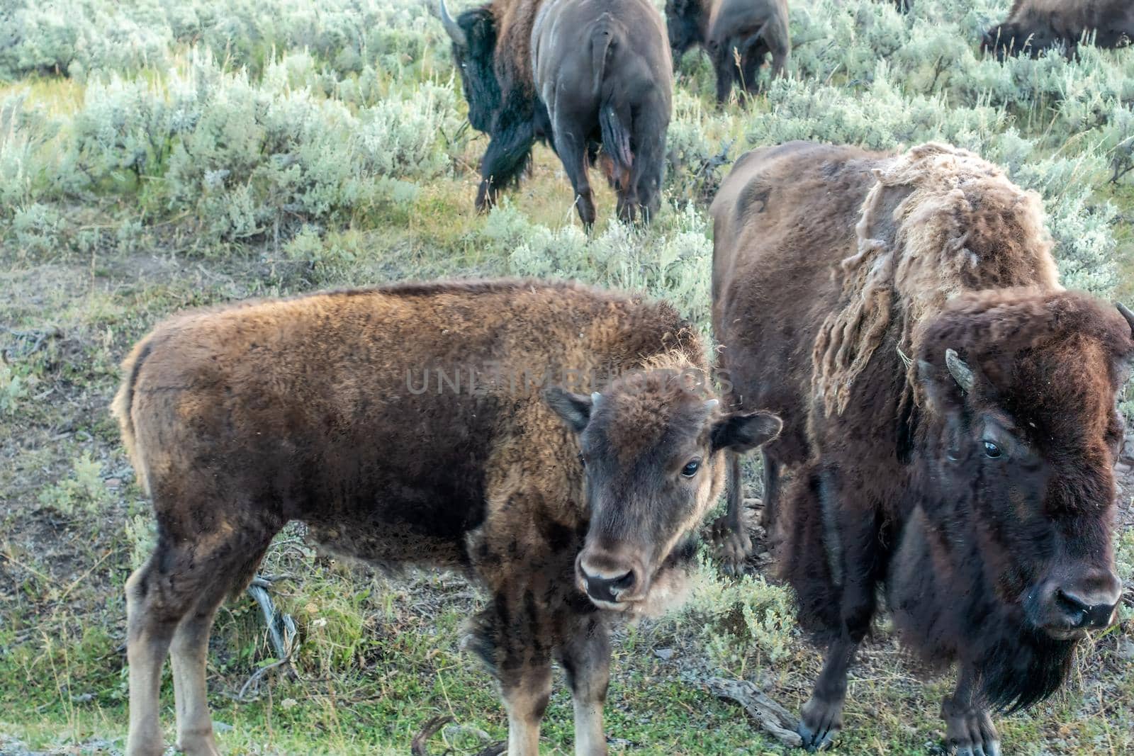 Bison graze in Lamar Valleyat Yellowstone National