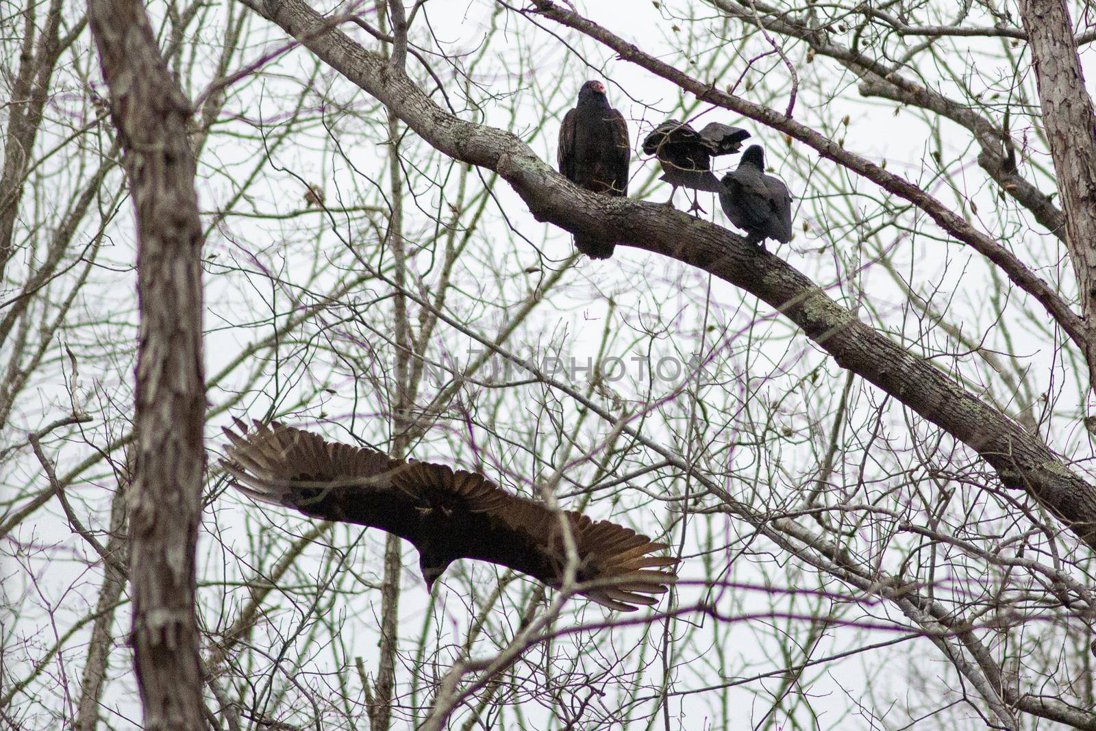 vulture birds resting on tree after a good meal