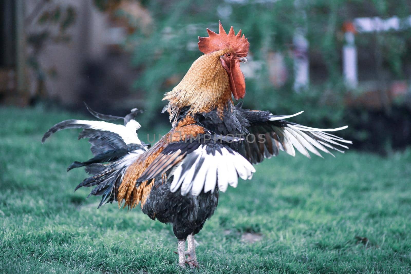 big beautiful colorful rooster in backyard stretching