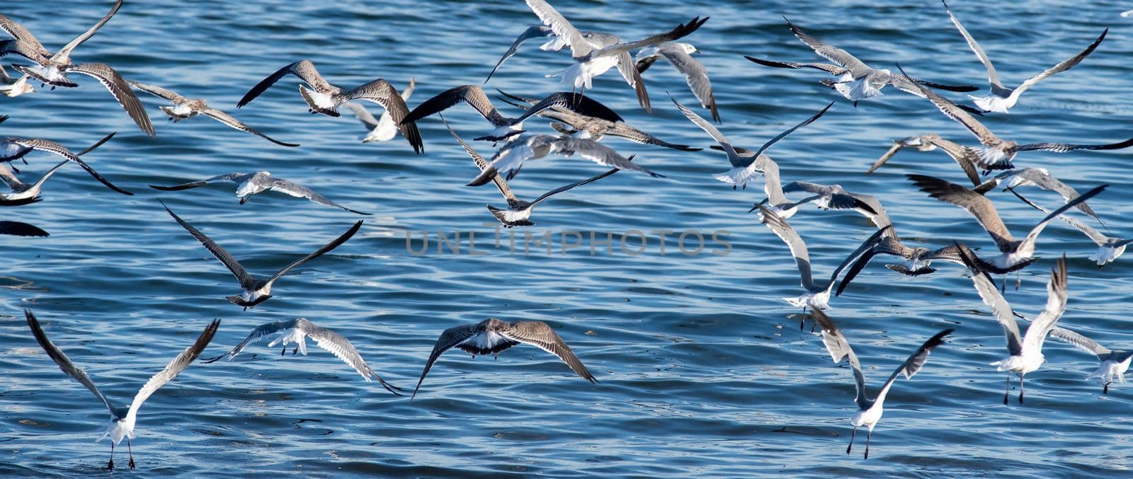 large flock of seagulls on the beach in rhode island