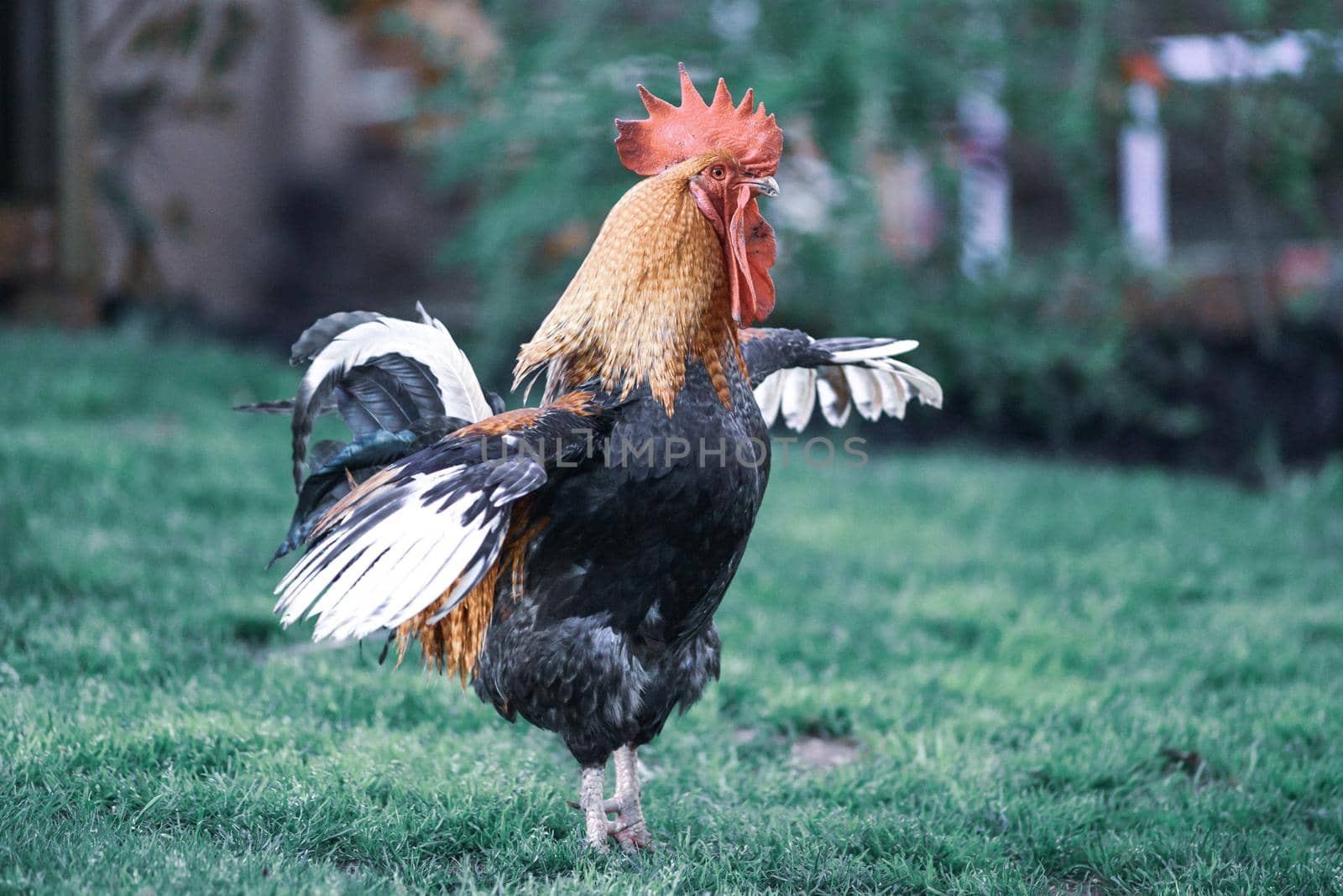 big beautiful colorful rooster in backyard stretching by digidreamgrafix