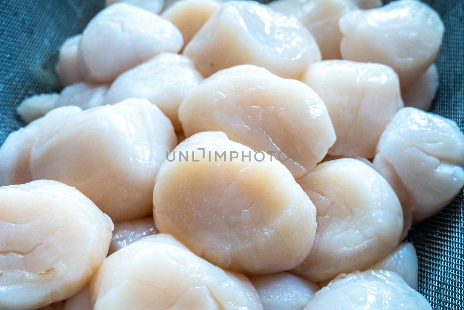 raw scallops prepared for party by digidreamgrafix