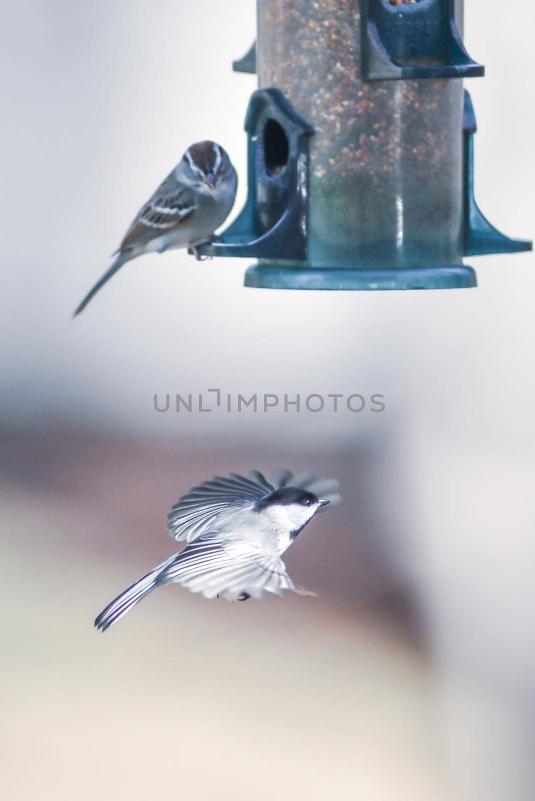 birds feeding and playing at the feeder by digidreamgrafix