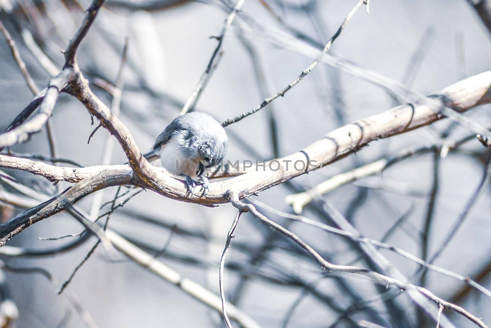 Marsh Tit chickadee resting on a tree branch