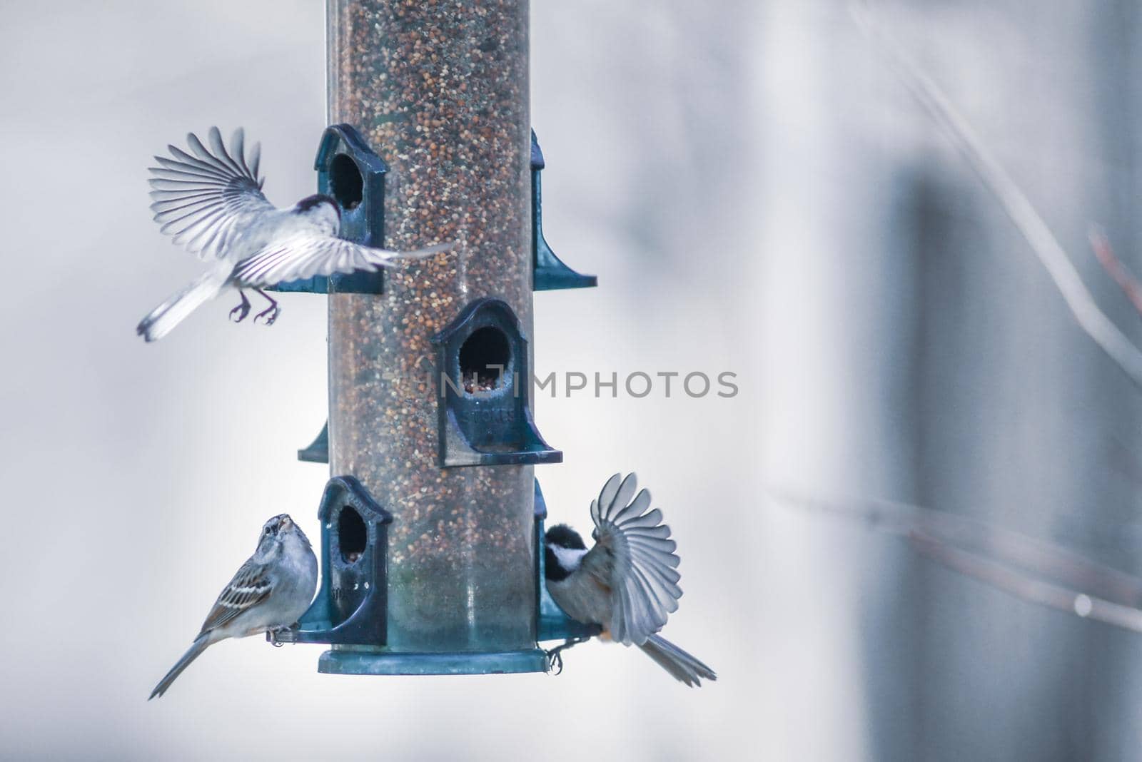 birds feeding and playing at the feeder by digidreamgrafix