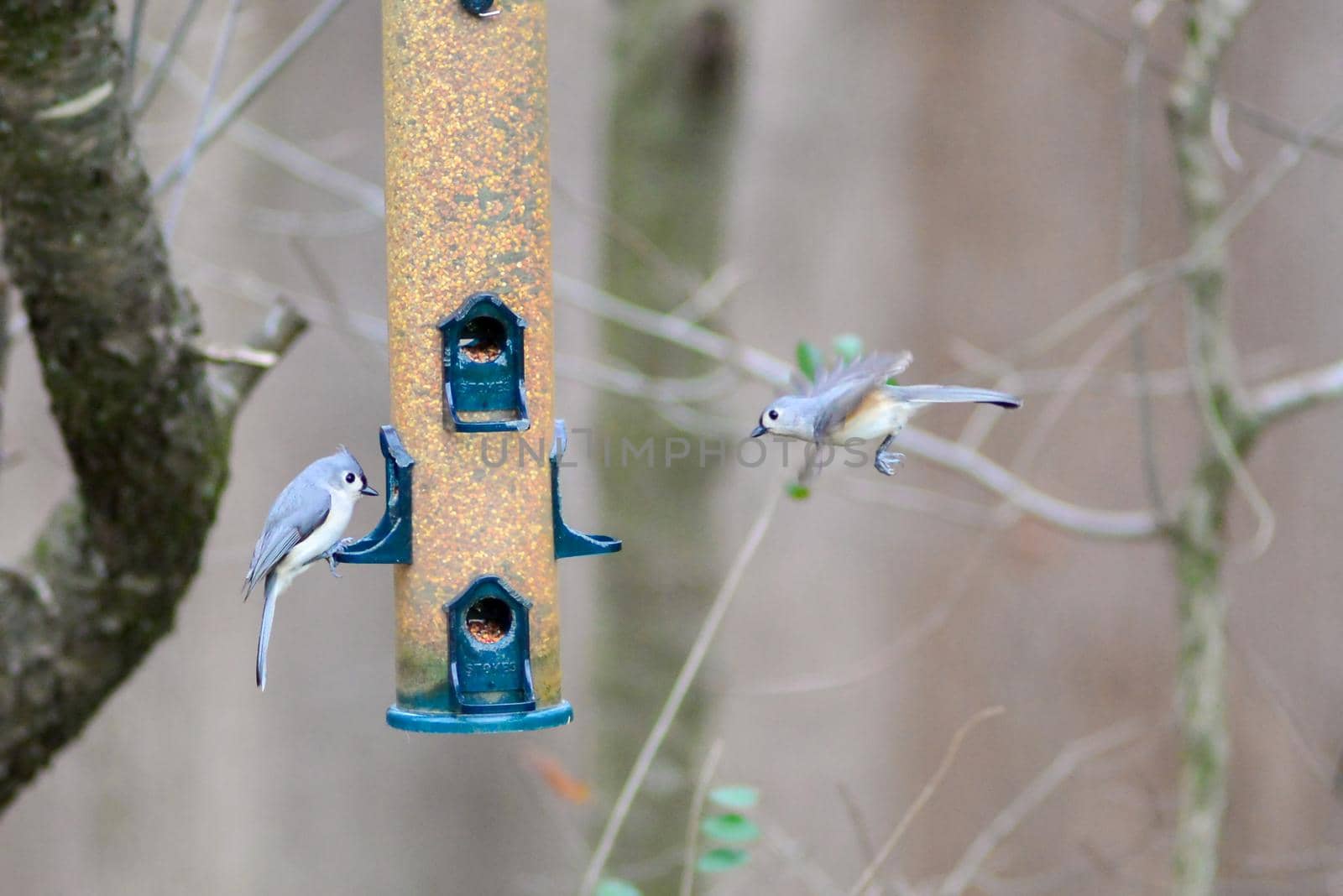 backyard birds around bird feeder by digidreamgrafix