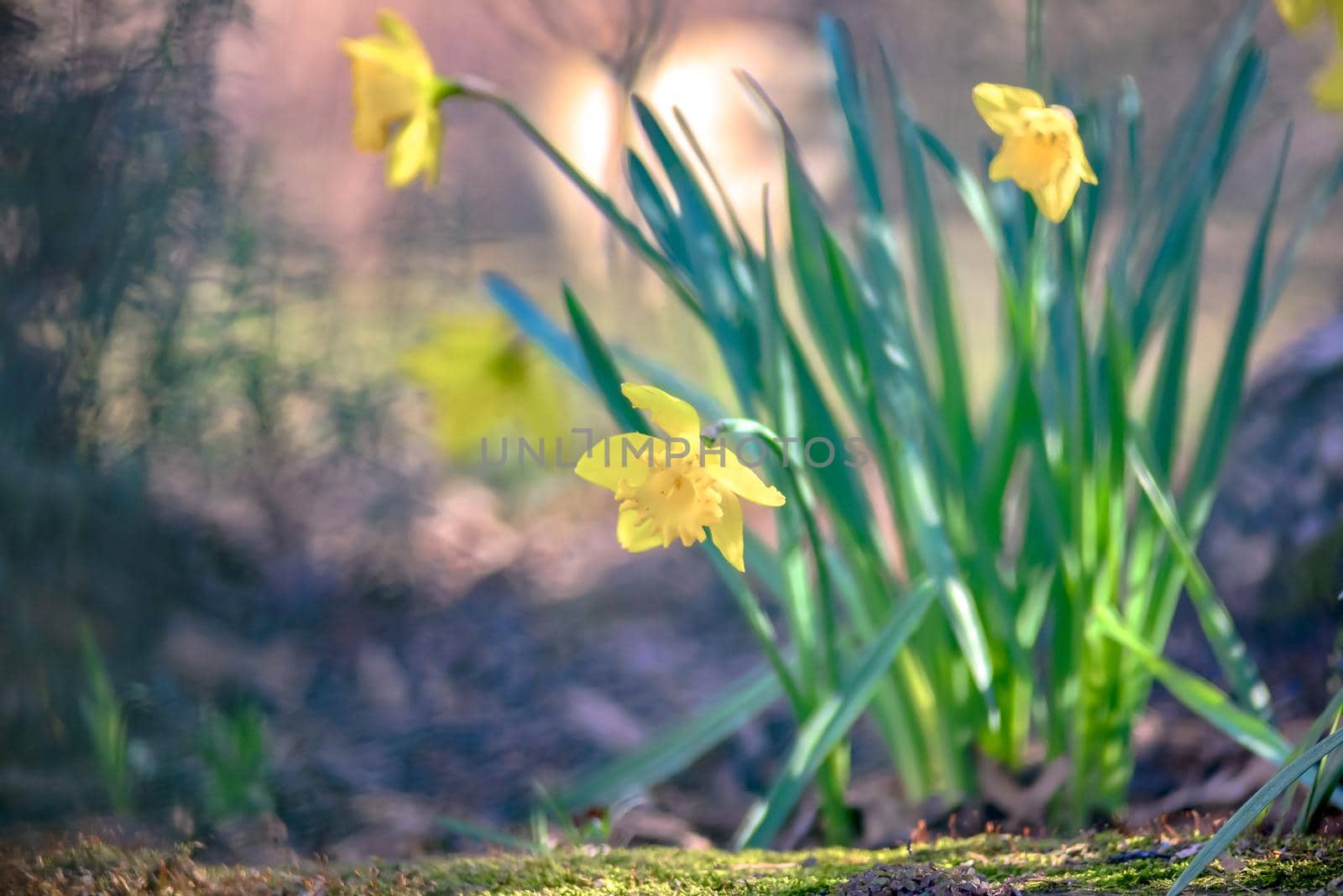 Narcissus blooming in nature near a tree  by digidreamgrafix