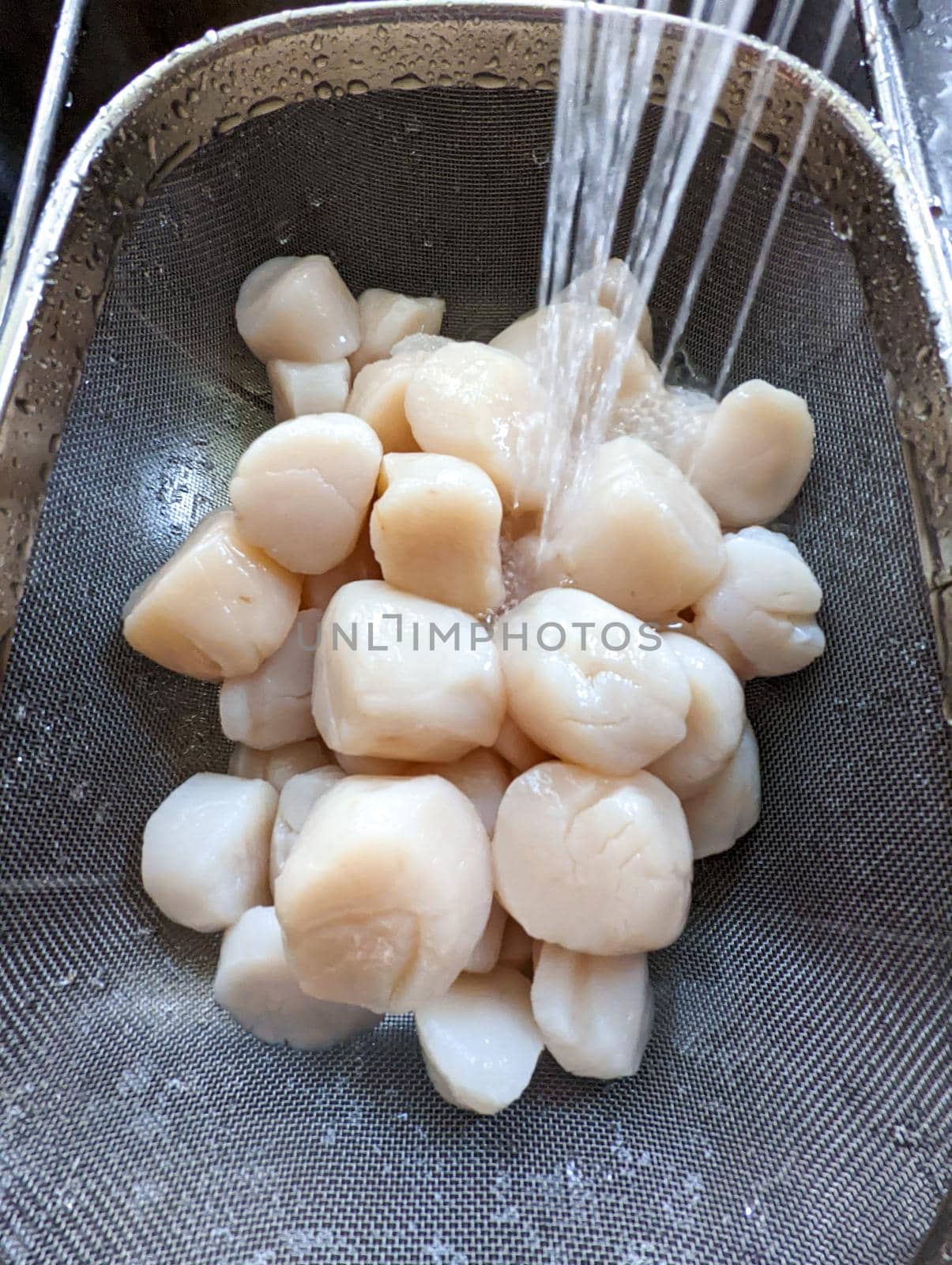 raw scallops prepared for party by digidreamgrafix