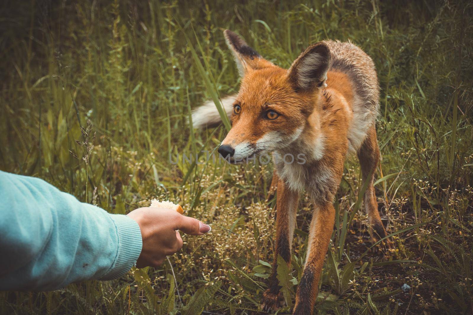 the girl in pripyat feeds the Chernobyl fox with a sandwich, the consequences of the disaster by mosfet_ua