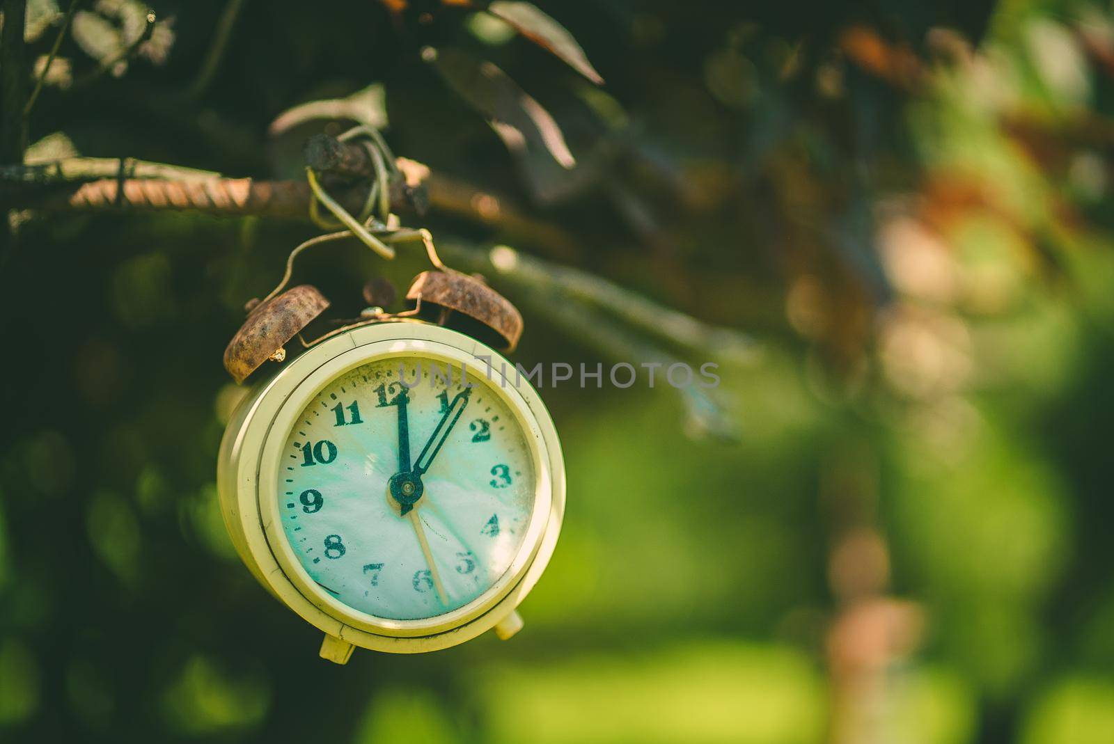 Old clock on a branch 1