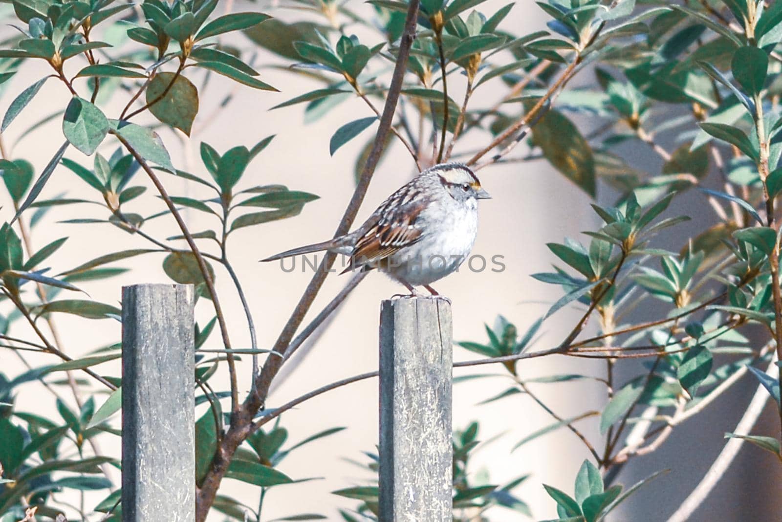 backyard birds around bird feeder by digidreamgrafix