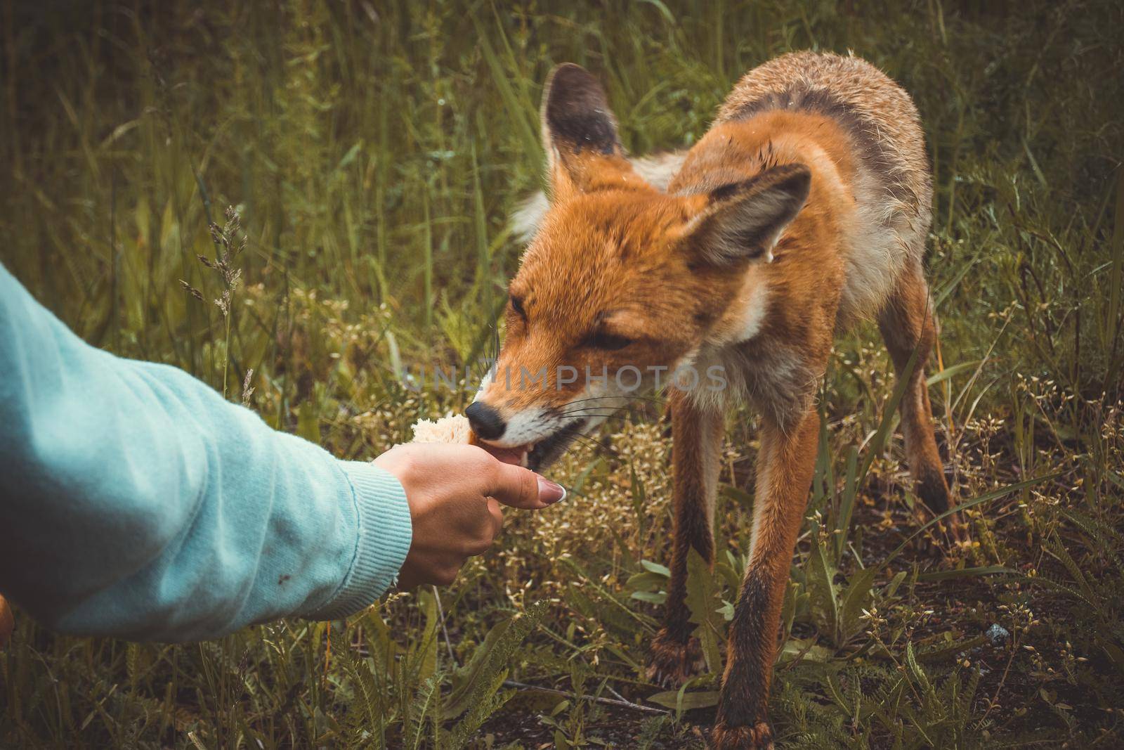 the girl in pripyat feeds the Chernobyl fox with a sandwich, the consequences of the disaster by mosfet_ua