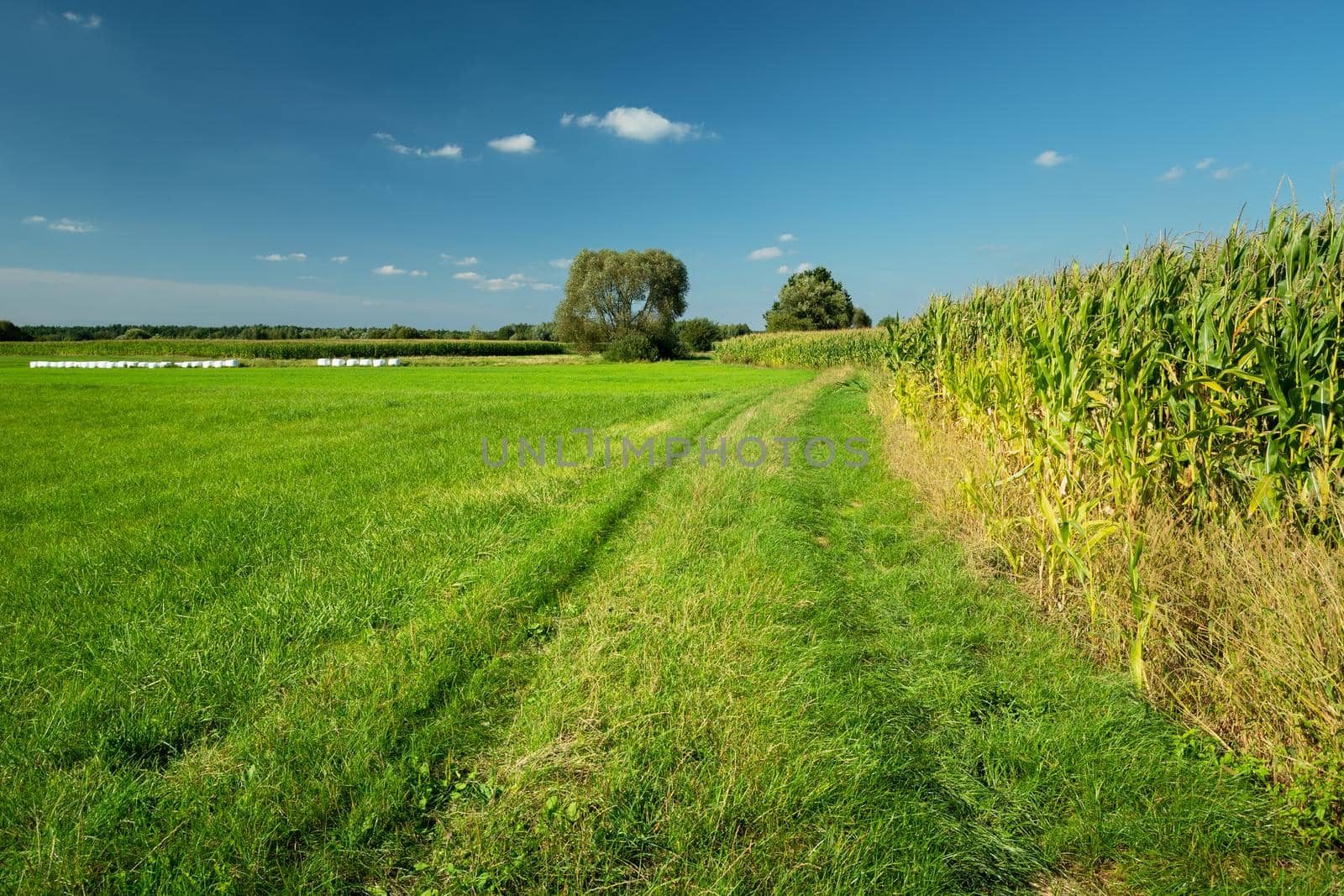 A grassy road by a green meadow and a corn field, summer view