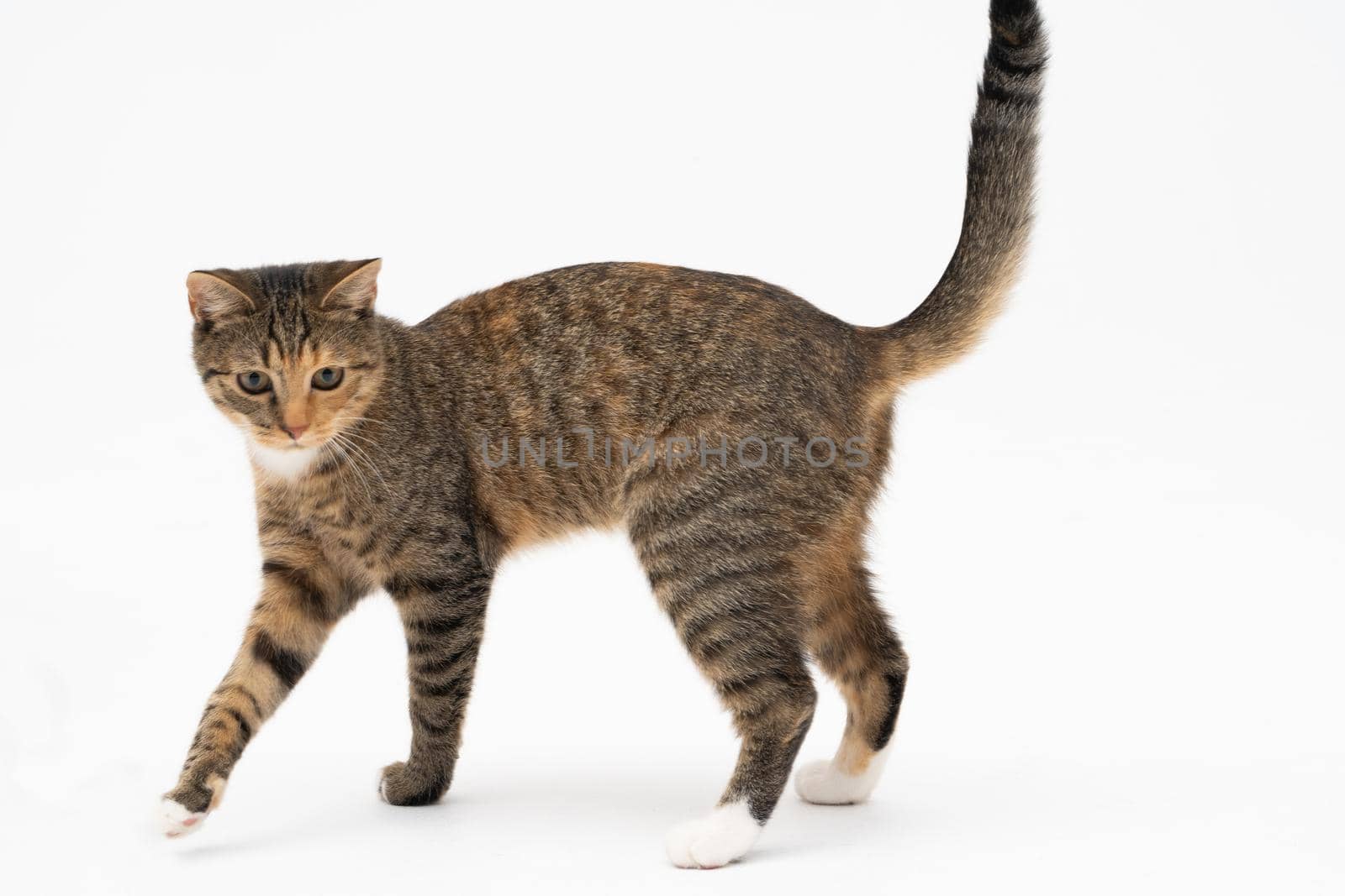 A cat of the European breed, that is multiracial with black-brown color. Cat freely walks isolated on a white background.