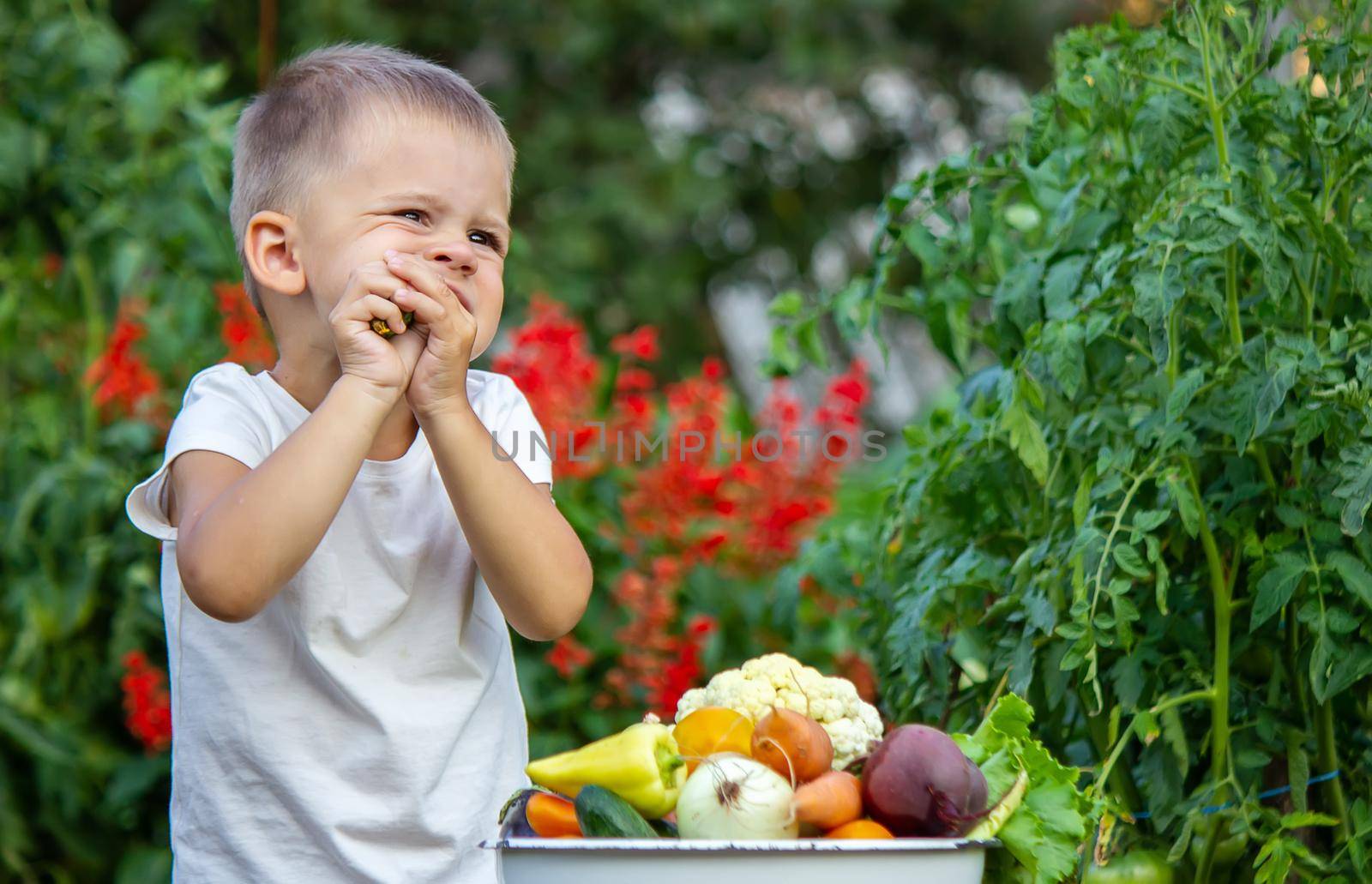 vegetables in the hands of children on the farm. Selective focus. Nature