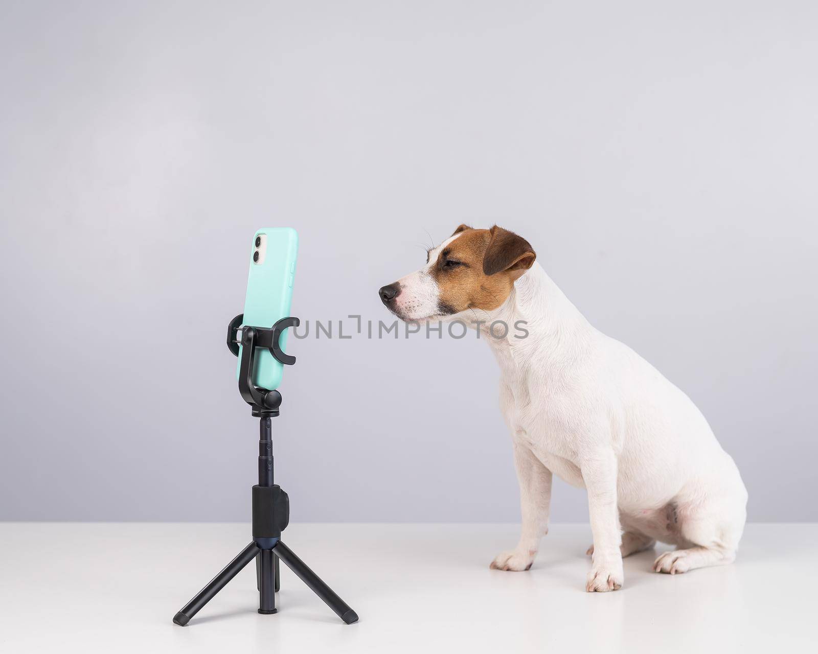 Jack Russell Terrier dog live streaming on smartphone. by mrwed54