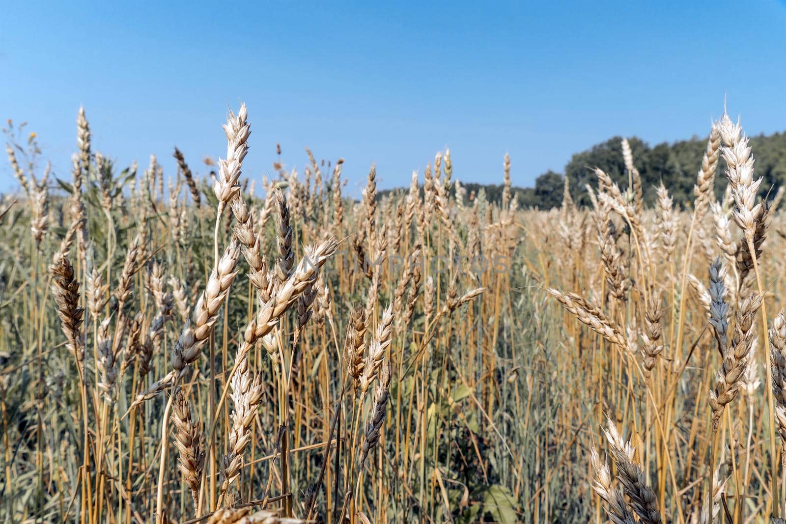 Growing grain crops in a field or meadow.Wheat ears sway in the wind against the background of sunlight and blue sky.Nature, freedom.The sun's rays will shine through the grain stalks.Harvesting