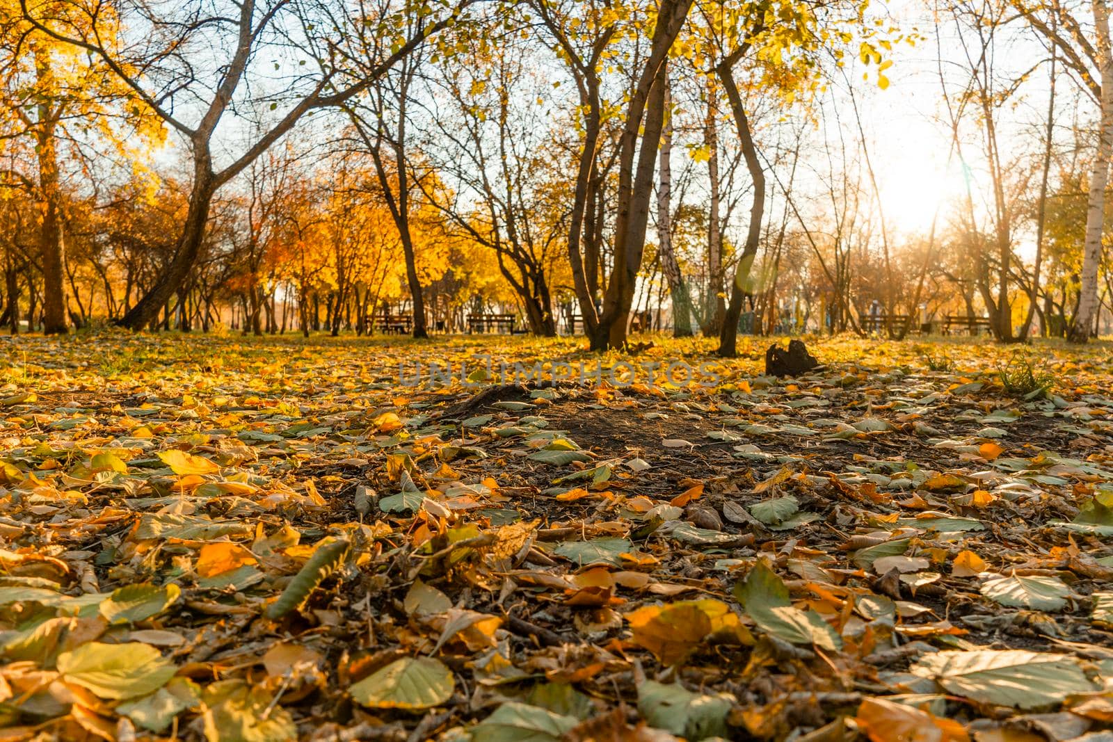 A walk in the park or on the square in October through the autumn golden foliage of trees with the rays of the sun. A walk through the autumn leaves in the forest or in the meadow. The golden foliage.