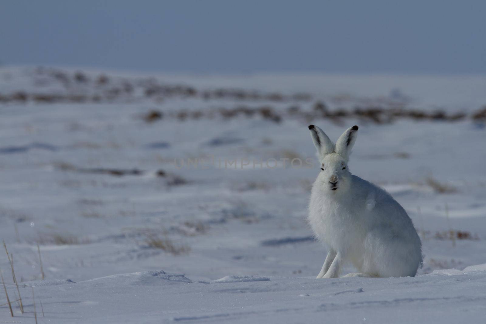 Arctic hare, Lepus arcticus, sitting on snow with ears pointing up and staring straight at the camera by Granchinho